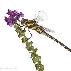 MYN Migrant Hawker male 